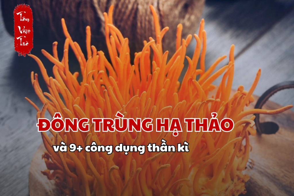 Đông Trùng Hạ Thảo và 9+ công dụng thần kì