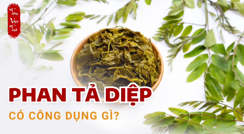 cây phan tả diệp là gì