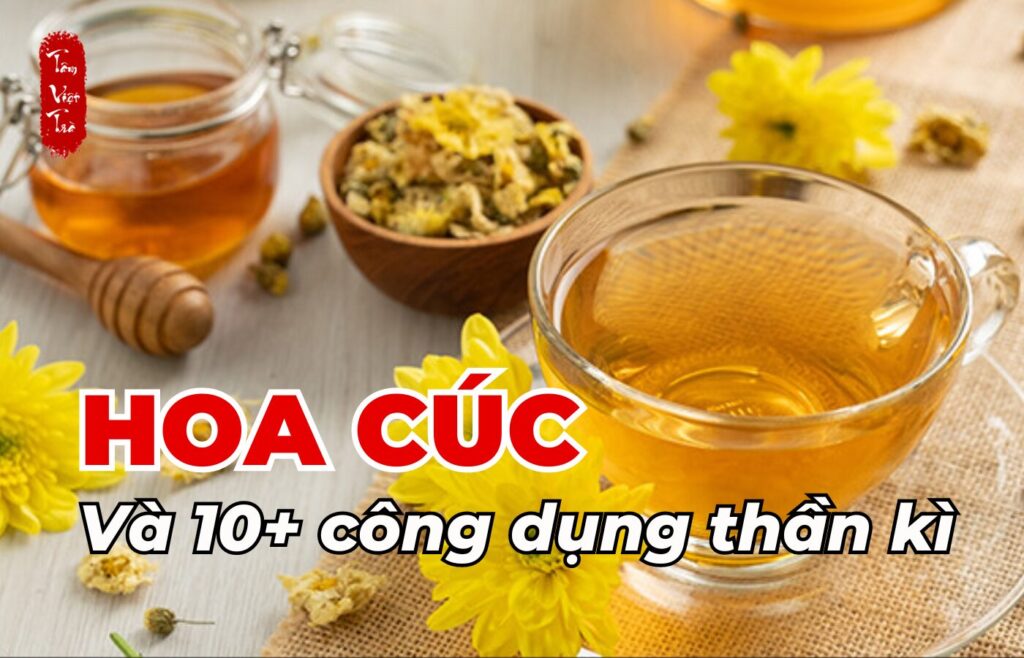 Hoa cúc và 10+ công dụng thần kỳ