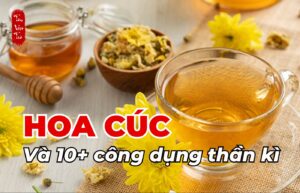 Hoa cúc và 10+ công dụng thần kỳ