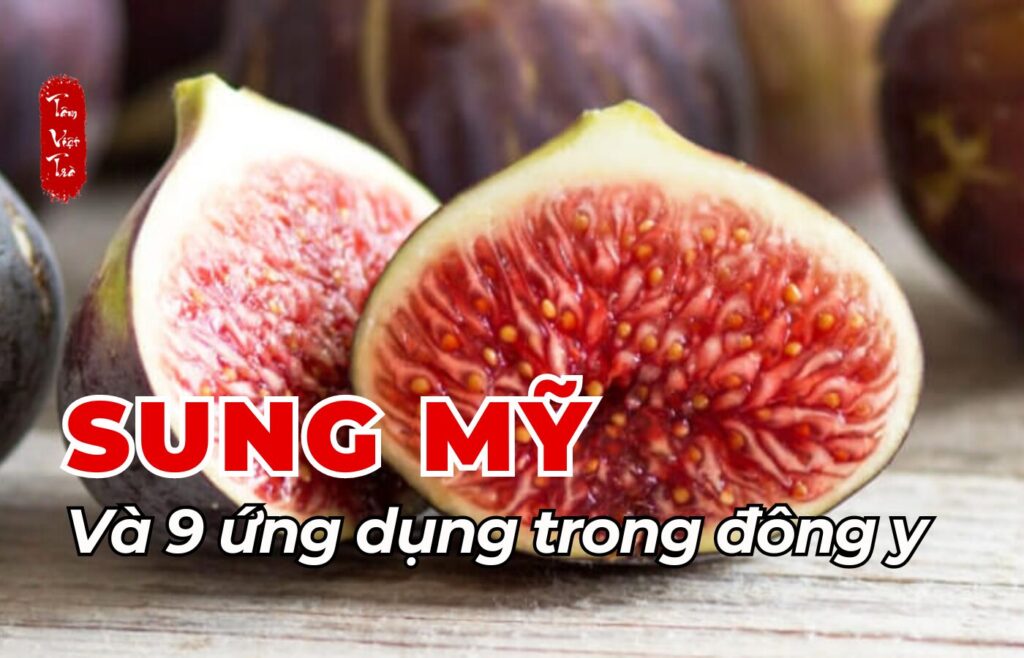 Sung mỹ và 9 ứng dụng trong đông y