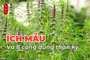 Ích mẫu và 8 công dụng thần kỳ