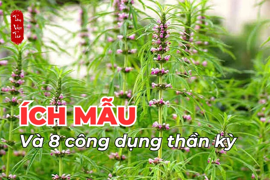 Ích mẫu và 8 công dụng thần kỳ