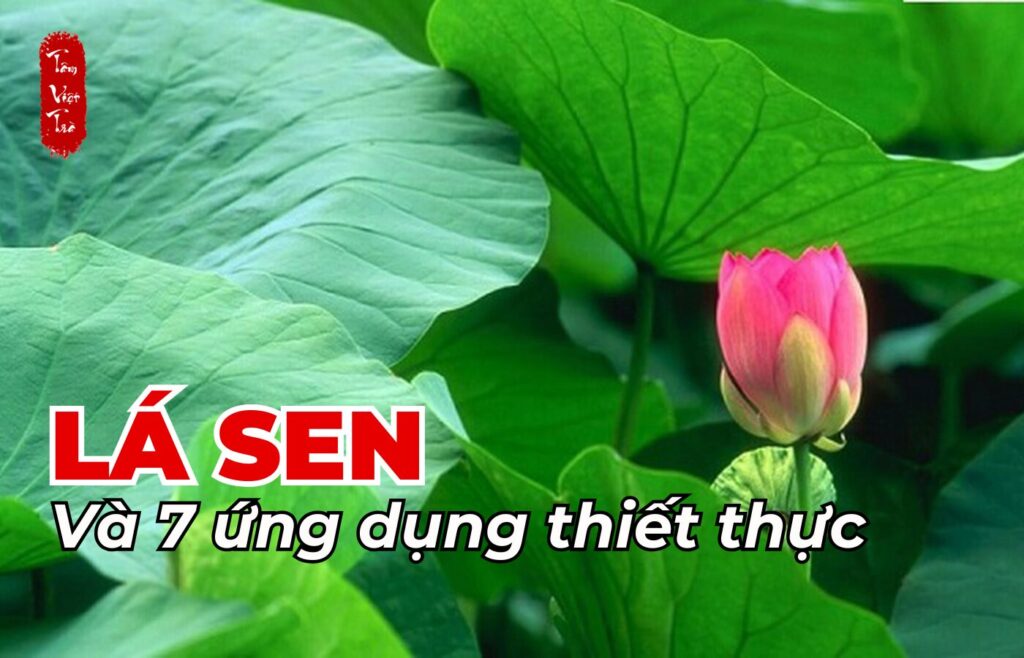 Lá sen và 7 ứng dụng thiết thực