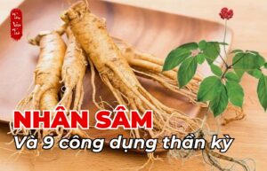 Nhân sâm và 9 công dụng thần kỳ