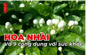 Hoa nhài và 9 công dụng với sức khỏe