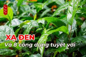 Xạ đen và 8 lợi ích tuyệt vời