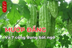 Mướp đắng và 7 công dụng bất ngờ