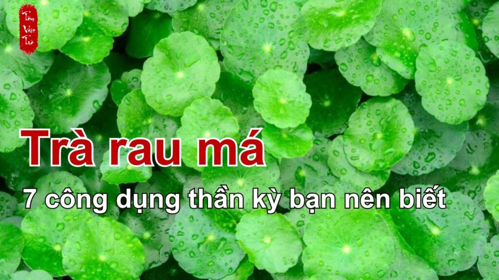 Trà rau má và 7 công dụng bạn nên biết