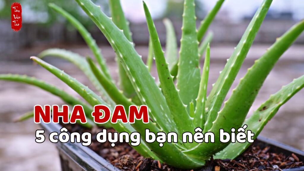 5 công dụng tuyệt vời của cây nha đam mà bạn nên biết