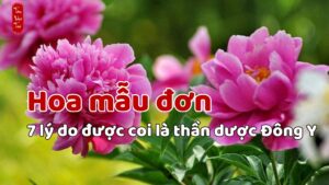 7 lý do hoa mẫu đơn là thần dược trong Đông Y