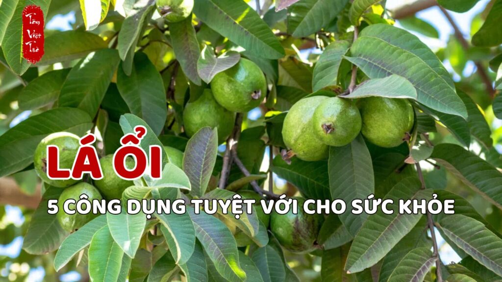 5 lý do lá ổi là thần dược của sức khỏe