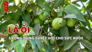 5 lý do lá ổi là thần dược của sức khỏe