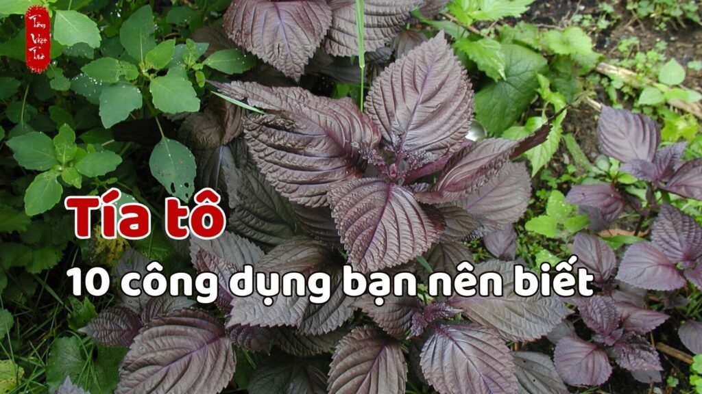 Tía tô và 10 công dụng thần kỳ bạn nên biết